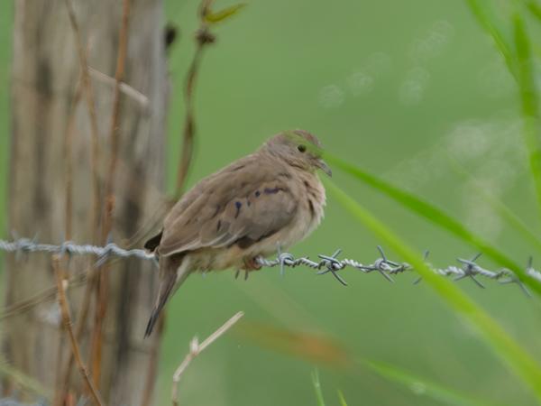 Dwergduif (Columbina minuta)